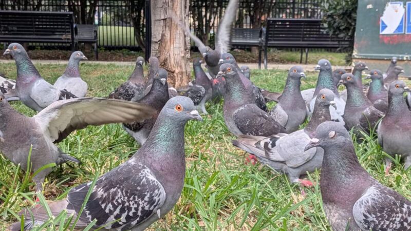 S Street Park - Washington,