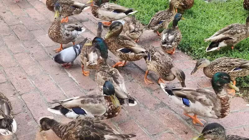 Southwest Duck Pond - Washington,