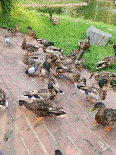 Southwest Duck Pond - Washington,