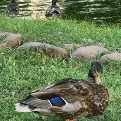 Southwest Duck Pond - Washington,