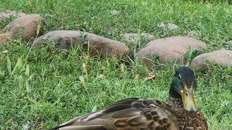 Southwest Duck Pond - Washington,