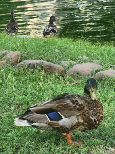 Southwest Duck Pond - Washington,
