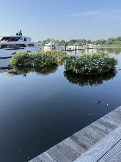 Southwest Waterfront Park - Washington,