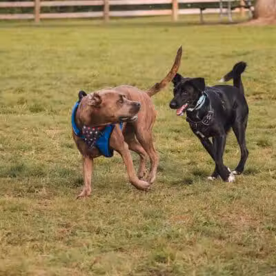 Stony Creek Dog Park - Washington, MI