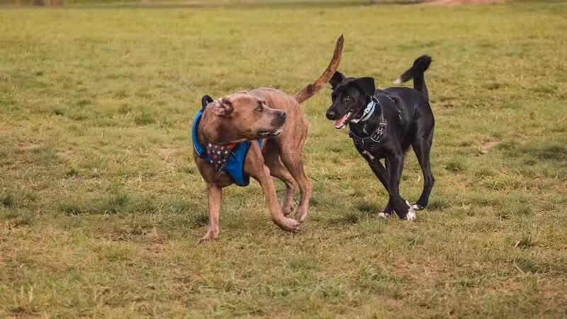 Stony Creek Dog Park - Washington, MI