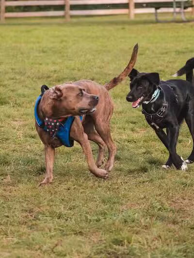 Stony Creek Dog Park - Washington, MI