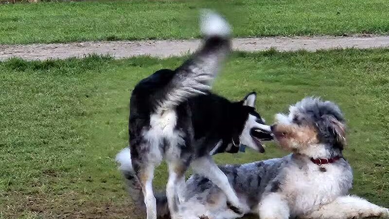 Stony Creek Dog Park - Washington, MI