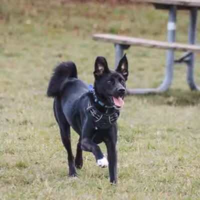 Stony Creek Dog Park - Washington, MI