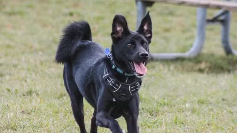 Stony Creek Dog Park - Washington, MI