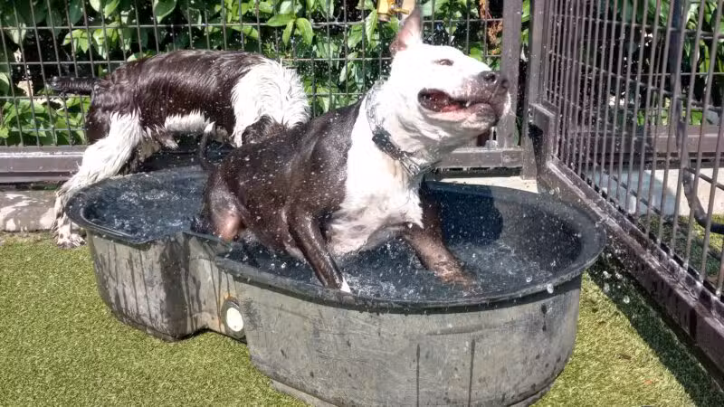 Swampoodle Dog Park & Playground - Washington,