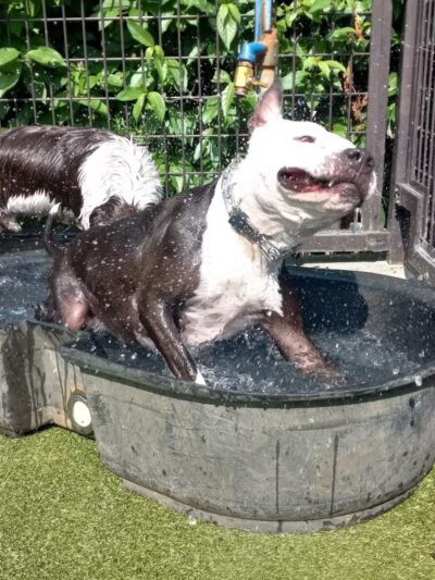 Swampoodle Dog Park & Playground - Washington,