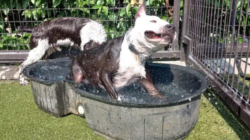 Swampoodle Dog Park & Playground - Washington,