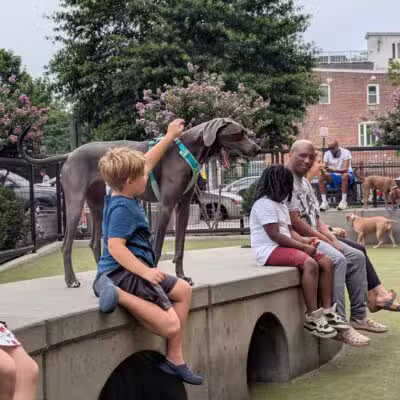 Swampoodle Dog Park & Playground - Washington,