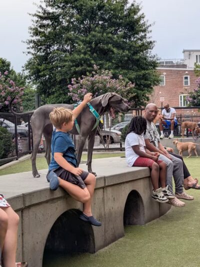 Swampoodle Dog Park & Playground - Washington,