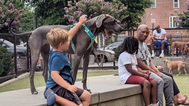 Swampoodle Dog Park & Playground - Washington,