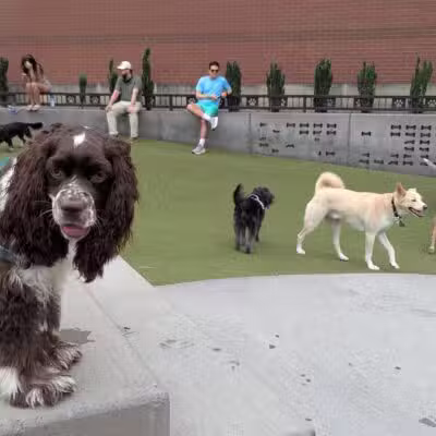 Swampoodle Dog Park & Playground - Washington,