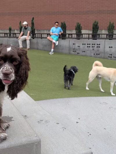 Swampoodle Dog Park & Playground - Washington,