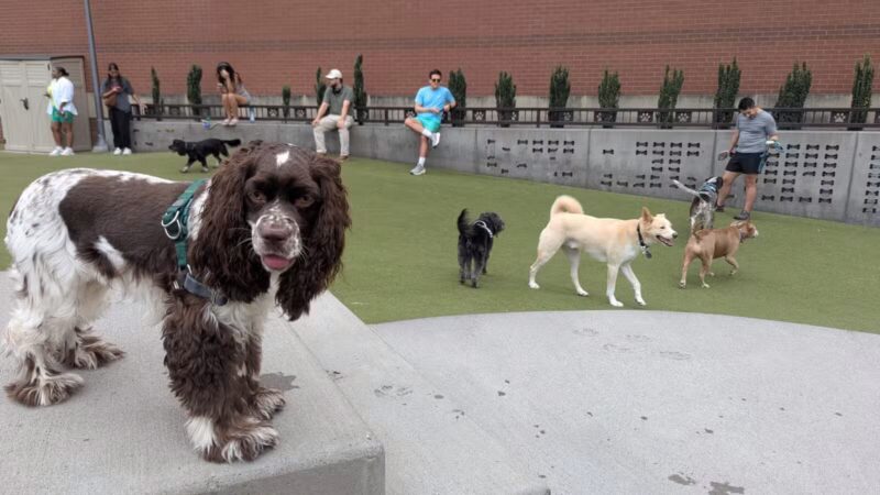 Swampoodle Dog Park & Playground - Washington,