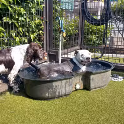 Swampoodle Dog Park & Playground - Washington,