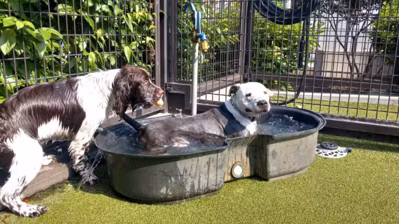 Swampoodle Dog Park & Playground - Washington,