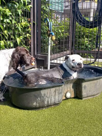 Swampoodle Dog Park & Playground - Washington,