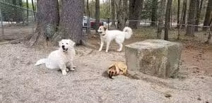 Waterboro Dog Park - Waterboro, ME