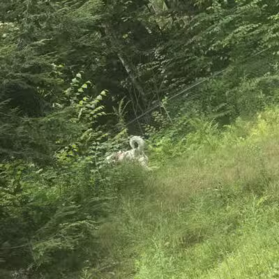 Waterboro Dog Park - Waterboro, ME