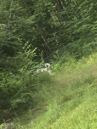 Waterboro Dog Park - Waterboro, ME