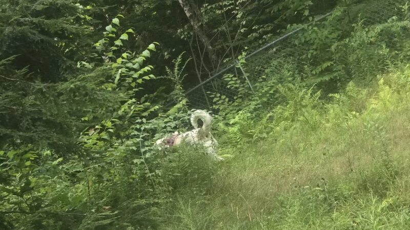 Waterboro Dog Park - Waterboro, ME