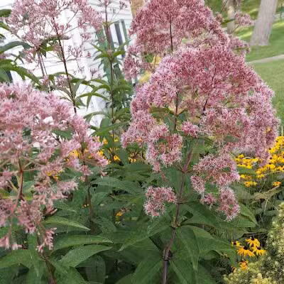 Drayton Plains Nature Center - Waterford Township,