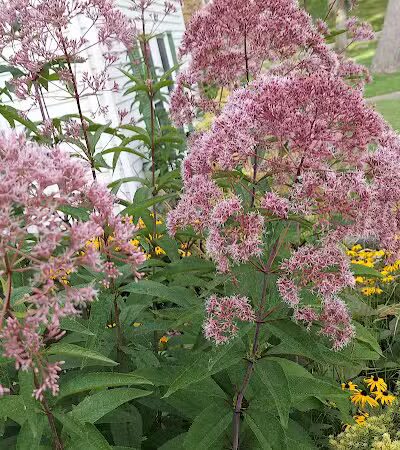 Drayton Plains Nature Center - Waterford Township,