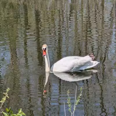 Drayton Plains Nature Center - Waterford Township,