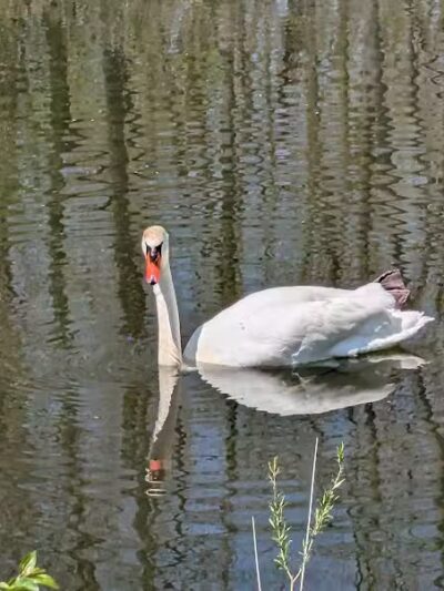 Drayton Plains Nature Center - Waterford Township,