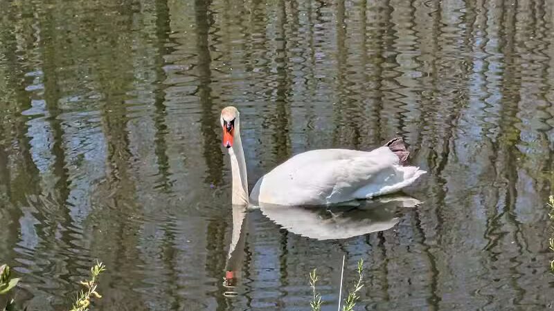 Drayton Plains Nature Center - Waterford Township,