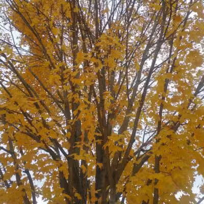 Elizabeth Lake Woods Park - Waterford Township,