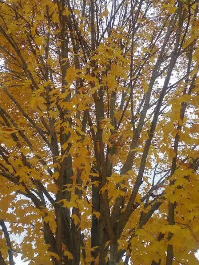 Elizabeth Lake Woods Park - Waterford Township,