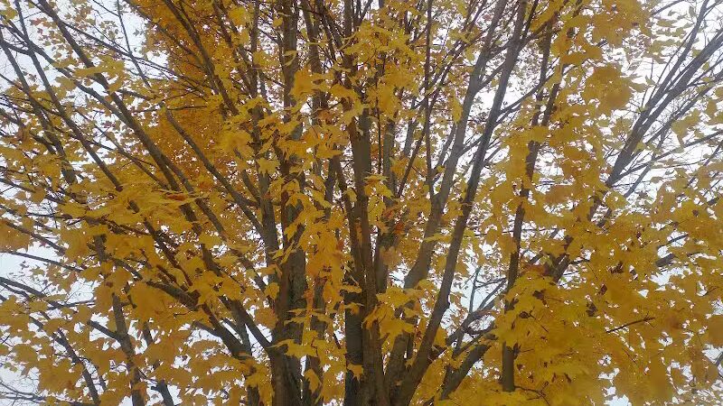 Elizabeth Lake Woods Park - Waterford Township,