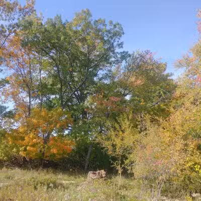 Elizabeth Lake Woods Park - Waterford Township,