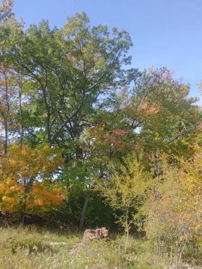 Elizabeth Lake Woods Park - Waterford Township,