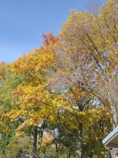 Elizabeth Lake Woods Park - Waterford Township,