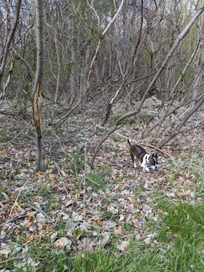 Herrington Park - Waterford Township,