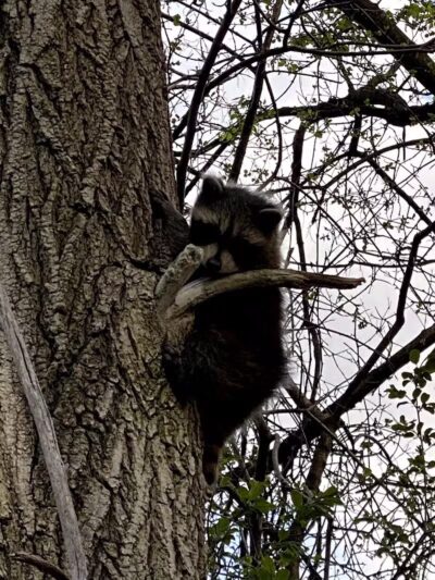 Just Before Sunset On The Trail - Waterford Township,