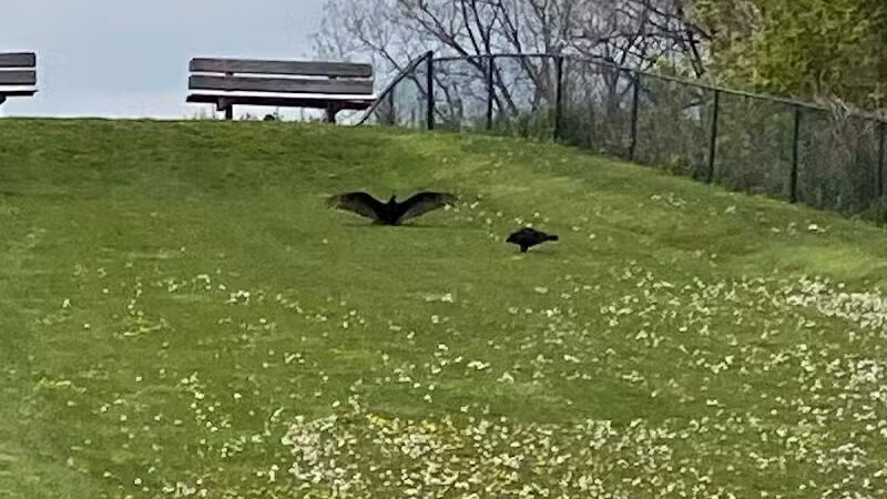 Just Before Sunset On The Trail - Waterford Township,