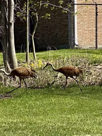 Just Before Sunset On The Trail - Waterford Township,