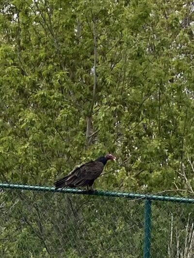 Just Before Sunset On The Trail - Waterford Township,