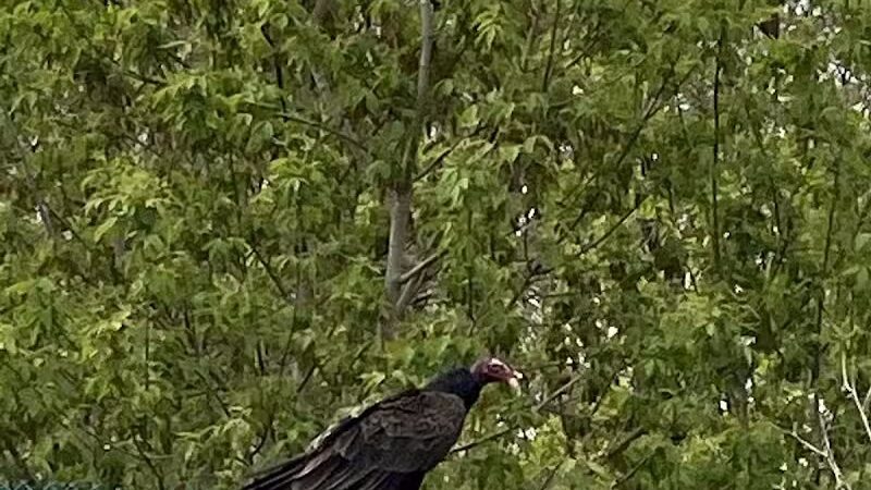 Just Before Sunset On The Trail - Waterford Township,