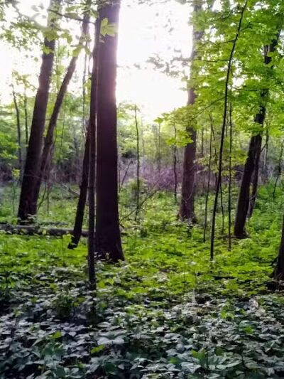Just Before Sunset On The Trail - Waterford Township,