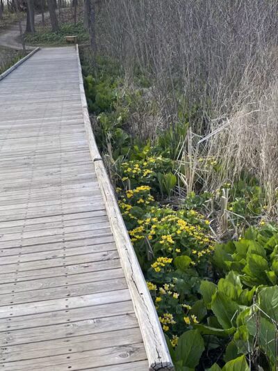 Just Before Sunset On The Trail - Waterford Township,