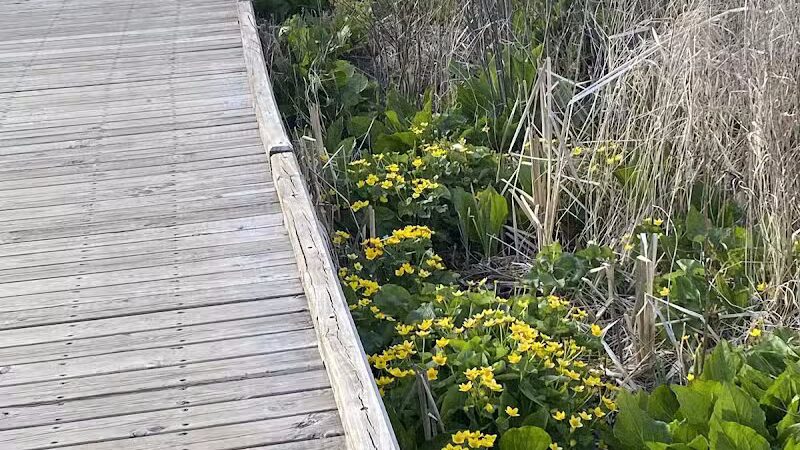 Just Before Sunset On The Trail - Waterford Township,