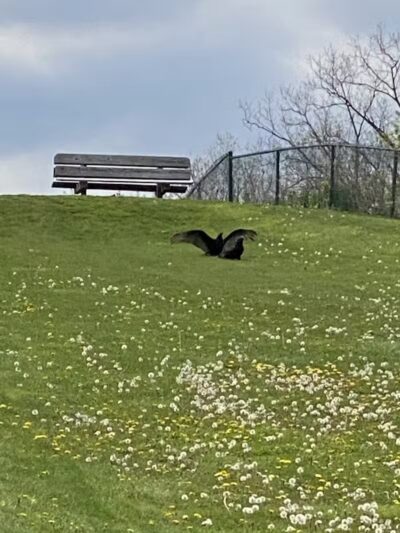 Just Before Sunset On The Trail - Waterford Township,